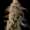 Granny Smith Punch (feminized)